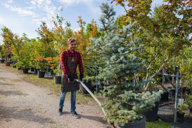 How Our Tree Care Process Works  in  Harris Hill, NY